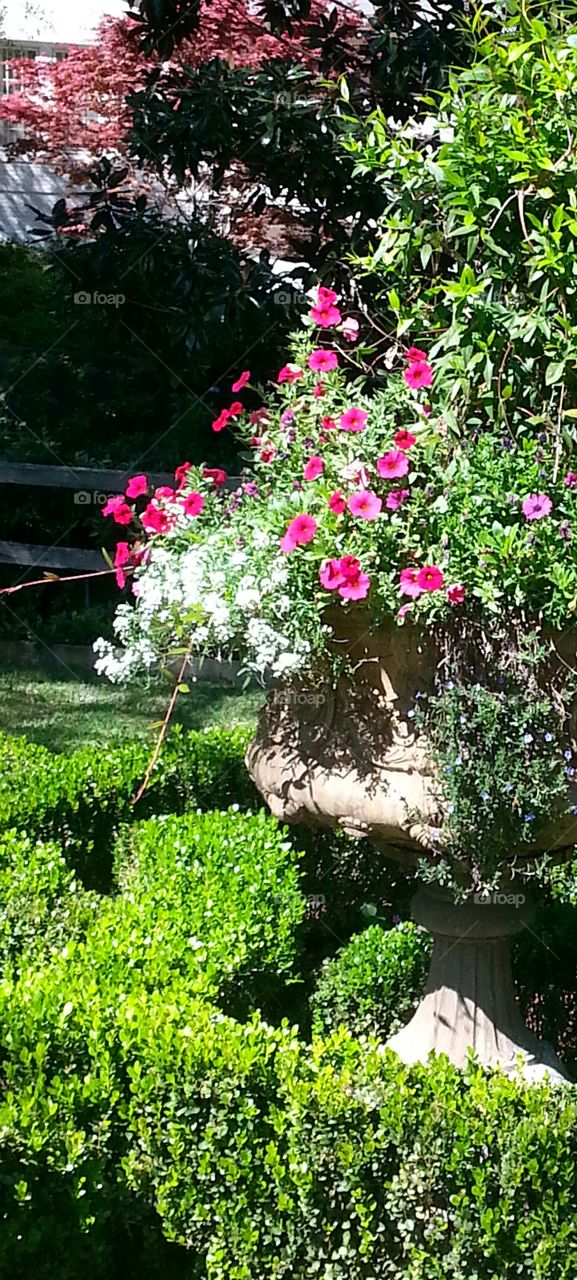 Flowers in Container