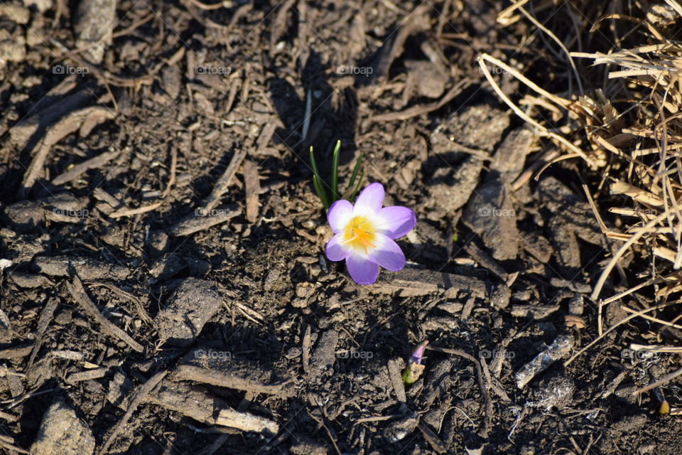 A Touch of Spring in Brown