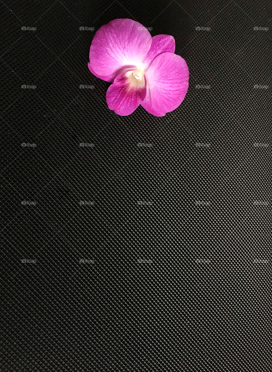 Violet orchid on the black patterned background 