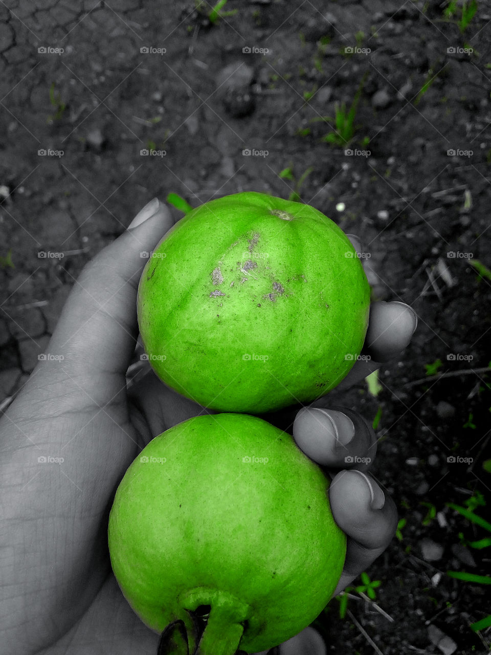 Guava-fruit
