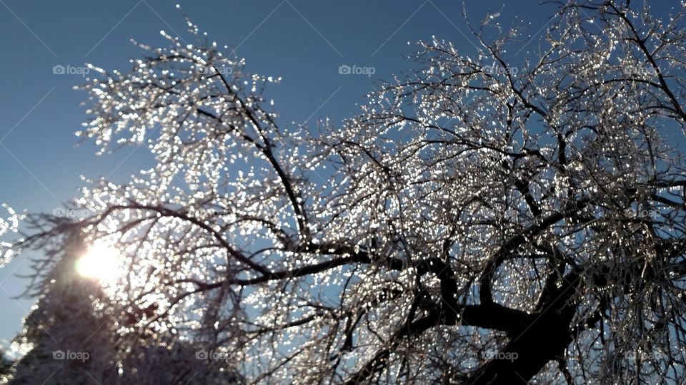 Tree, Branch, Season, Winter, Cherry