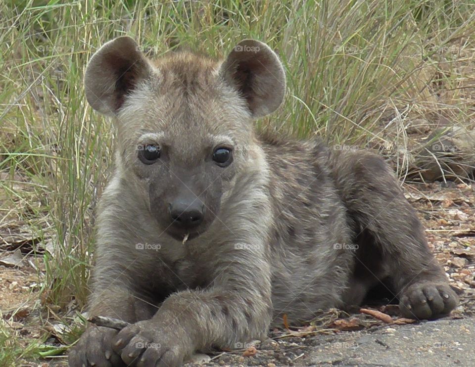 Hyena cub in the Kruger National Park