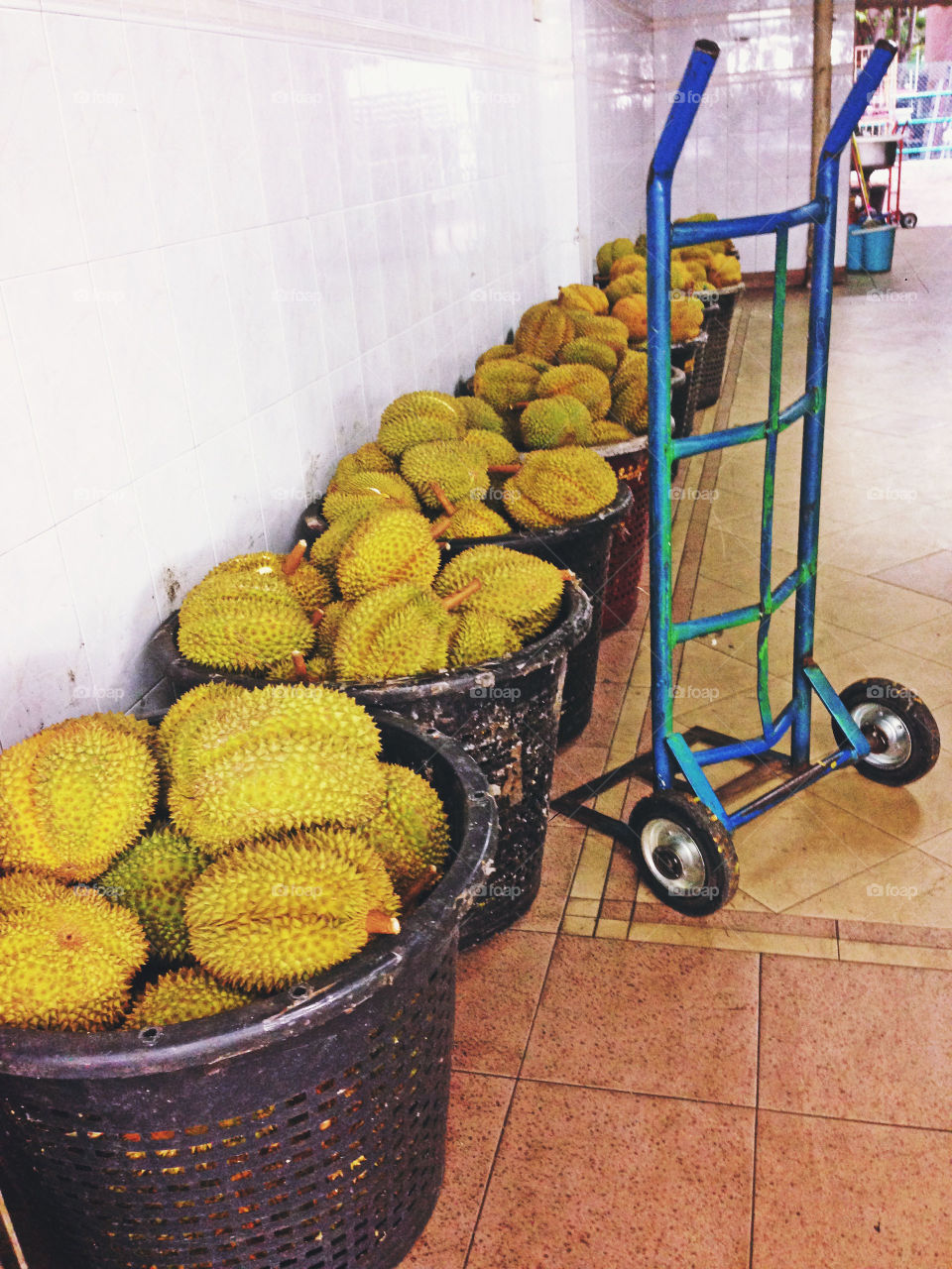 Rows of durians 
