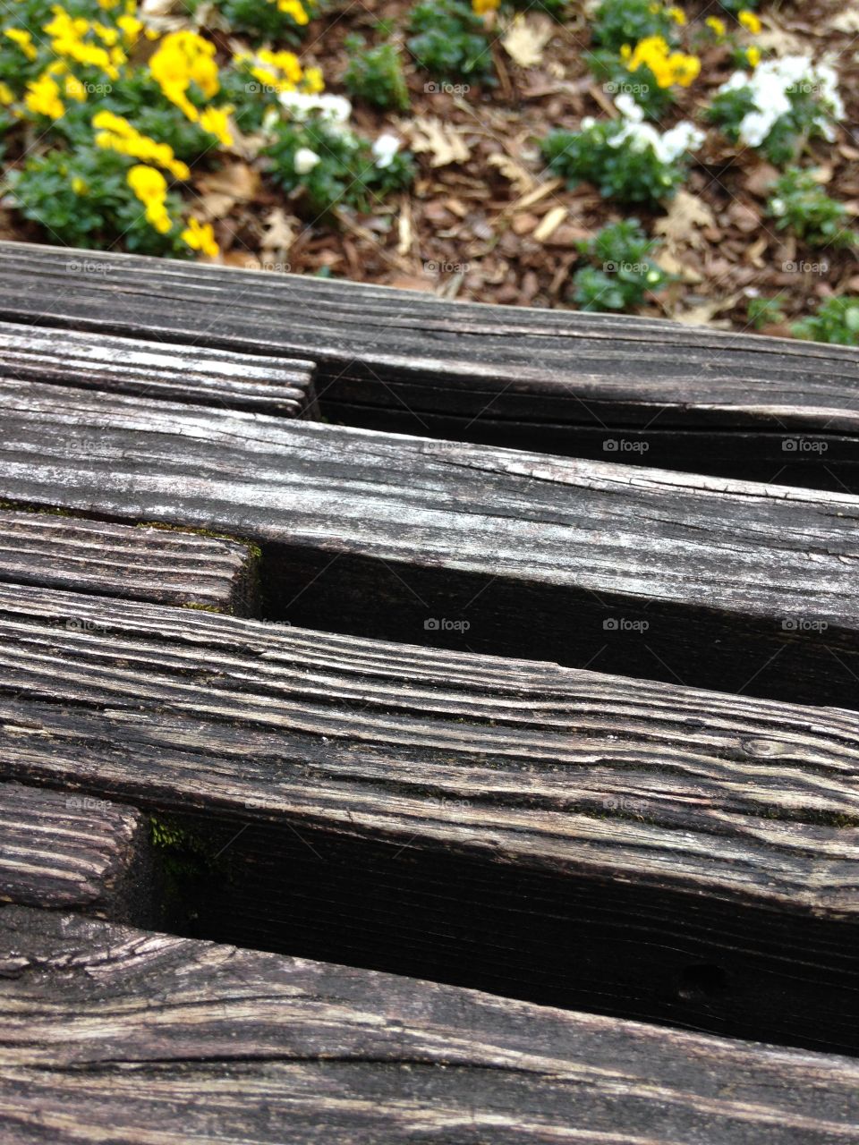 Wooden bench with yellow flowers blooming in background