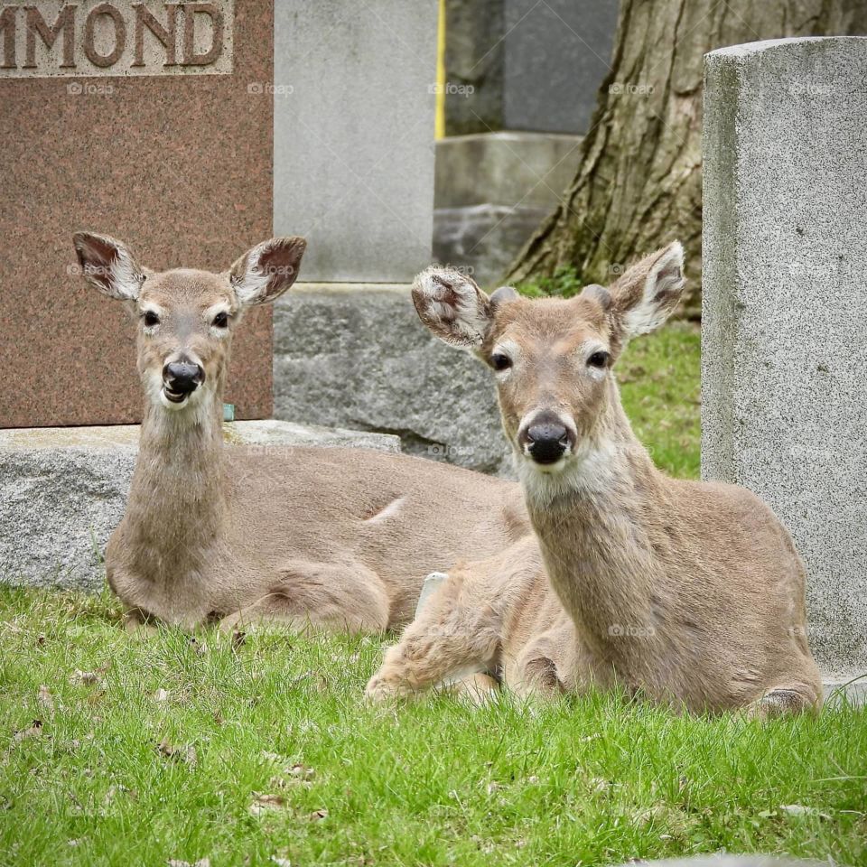 closeup portrait of deer in local cemetery