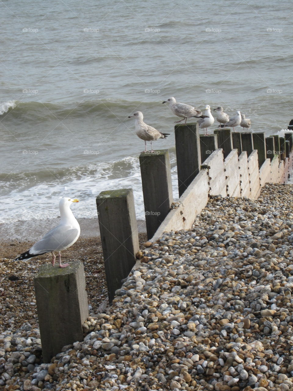 Seagulls By The Sea