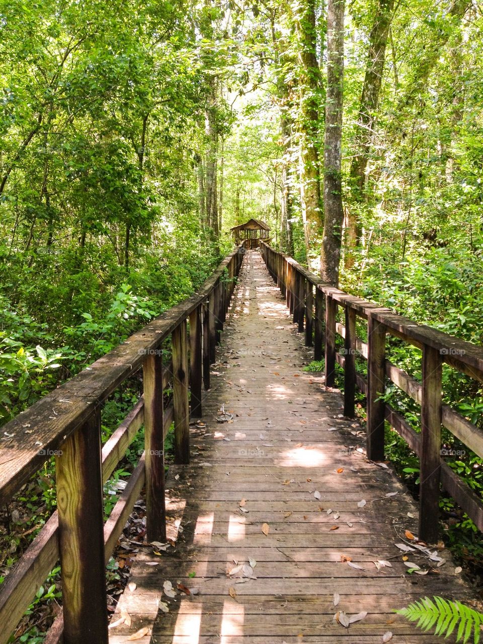 Bridge path