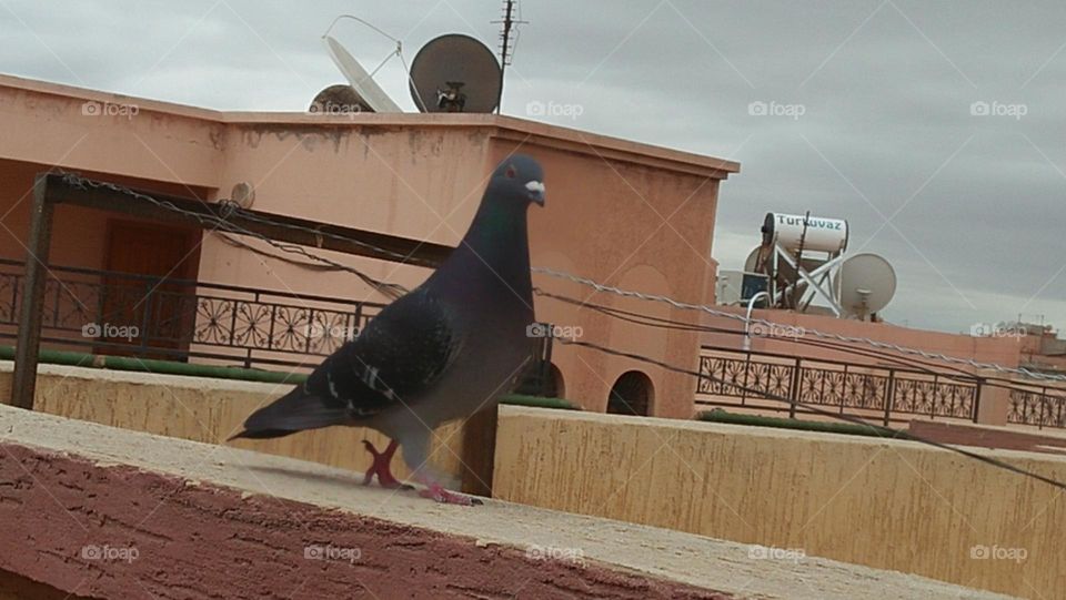 A beautiful pigeon looking at my camera.