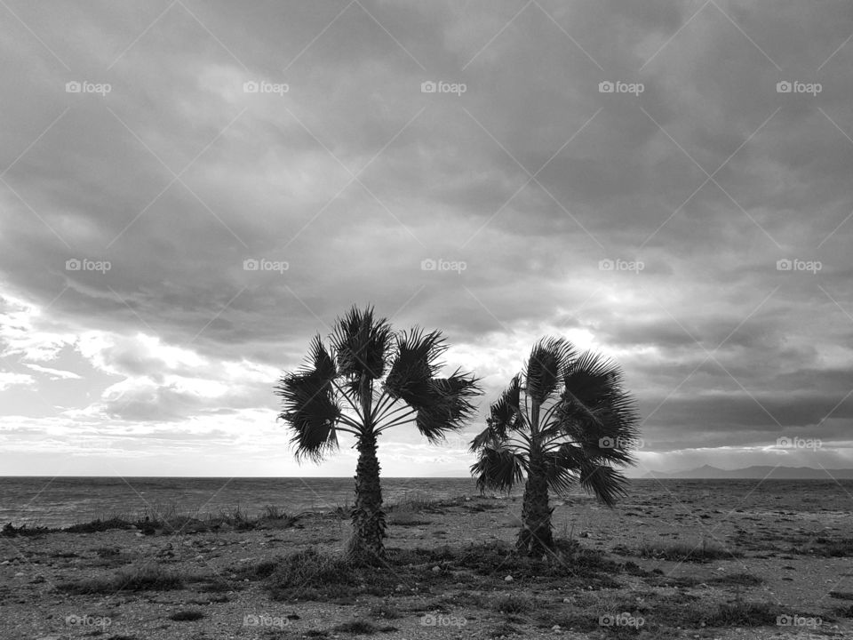 palms
