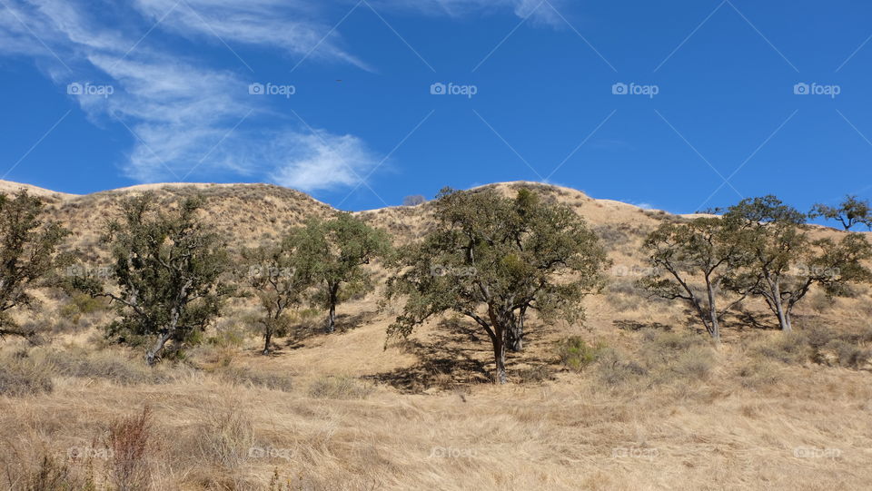 Scraggly trees and dry pastures in real need of rain