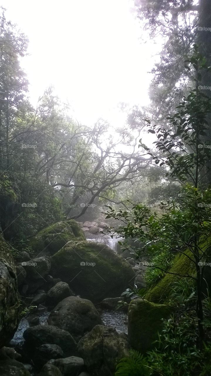 The adventure of hiking through a forest on a very misty morning.