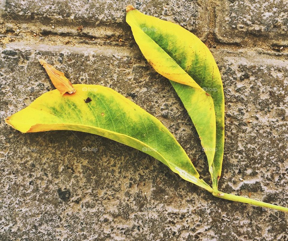 Leaves 