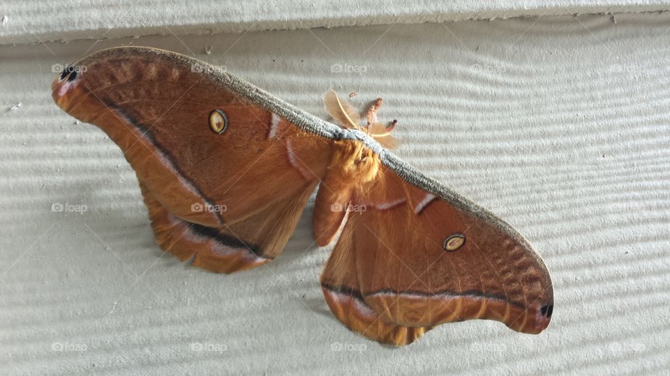Giant Moth 2
