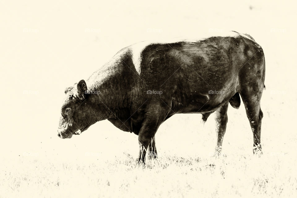 Bull in the field