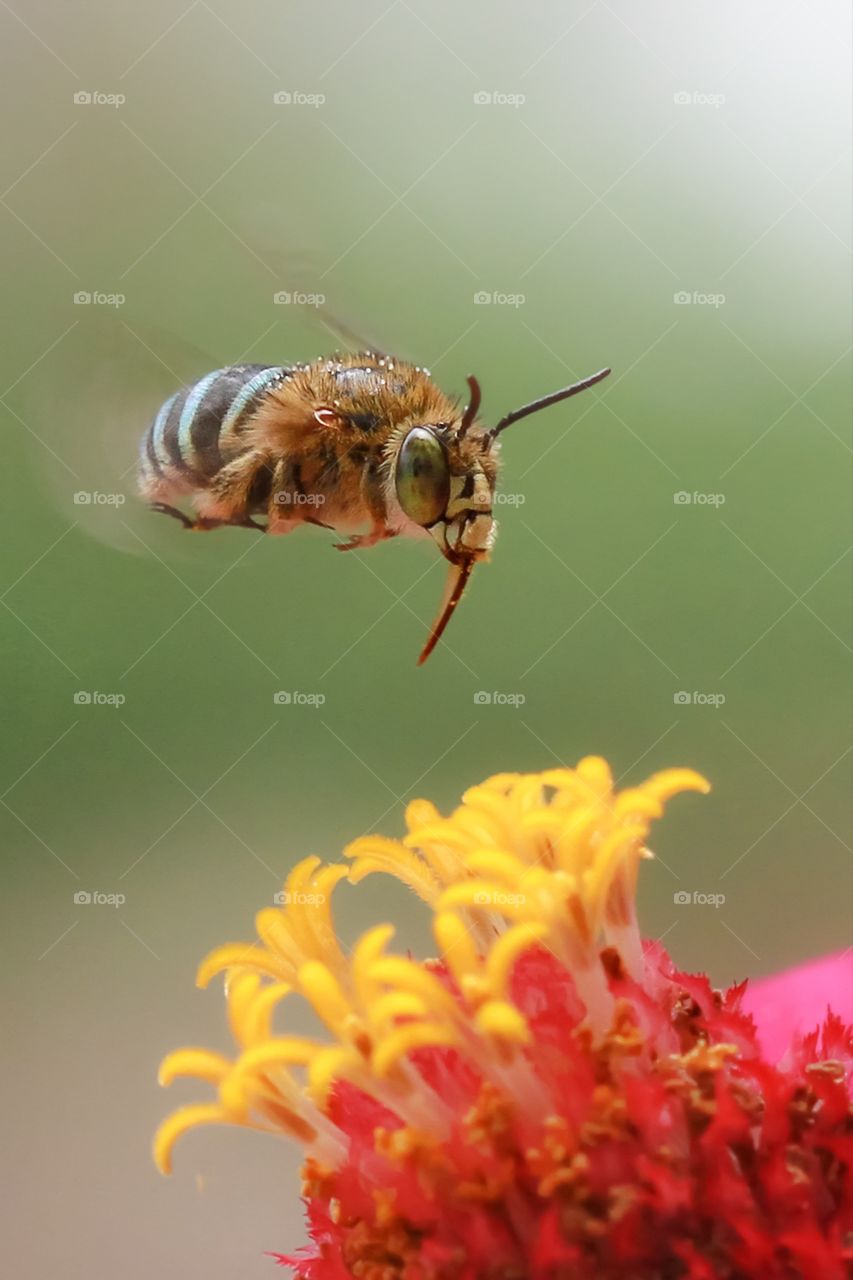 blue banded bee meet their first nectars