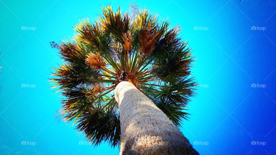 Random look into the sky through the eyes of a palm fran tree. Beautiful blue rich skys with a sunkissed treetop. Nature is amazing