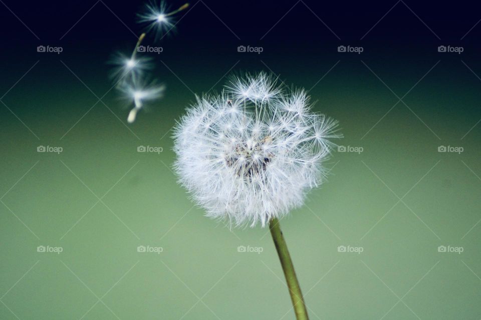 Dandelion 