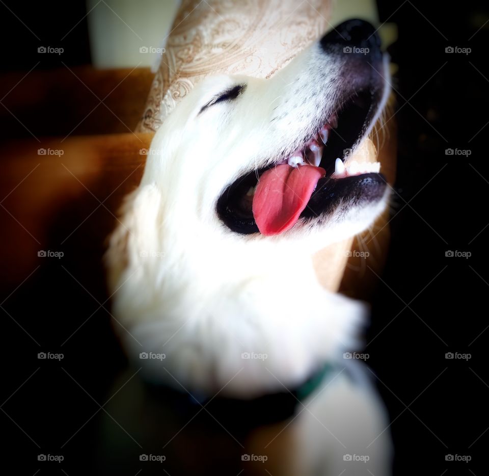 This was is my dog. His name is Sean. He's such a good fellow. We have a special relationship with him. He decided that I'm the main guy in our family and treats me accordingly.