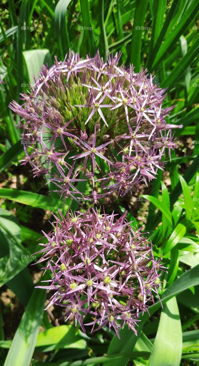 Allium cristophii, natural fireworks!