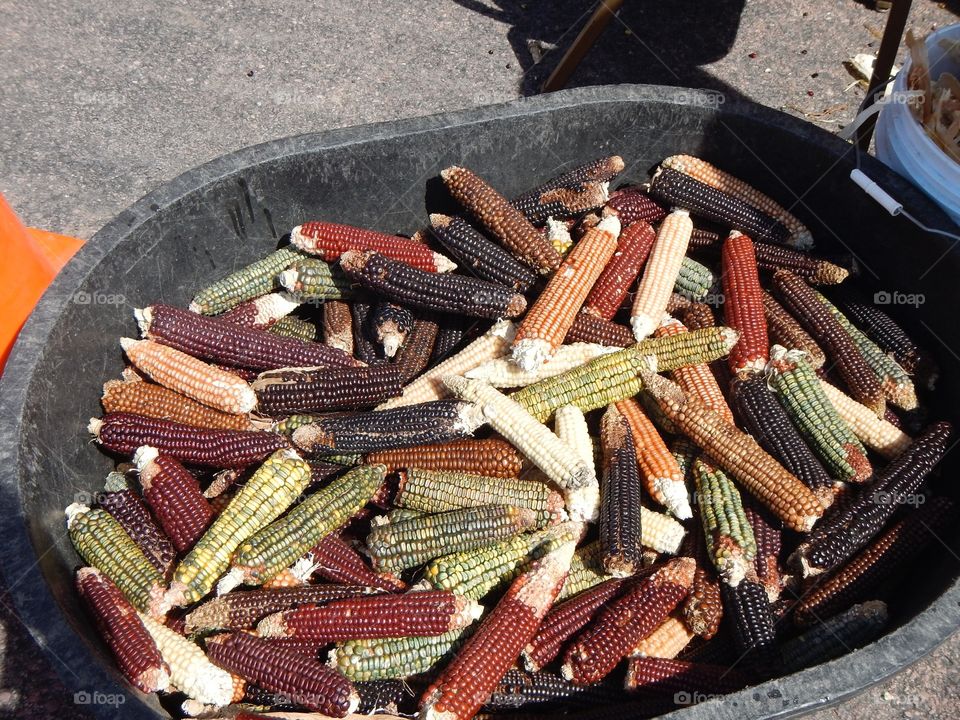Corn in wheelbarrow