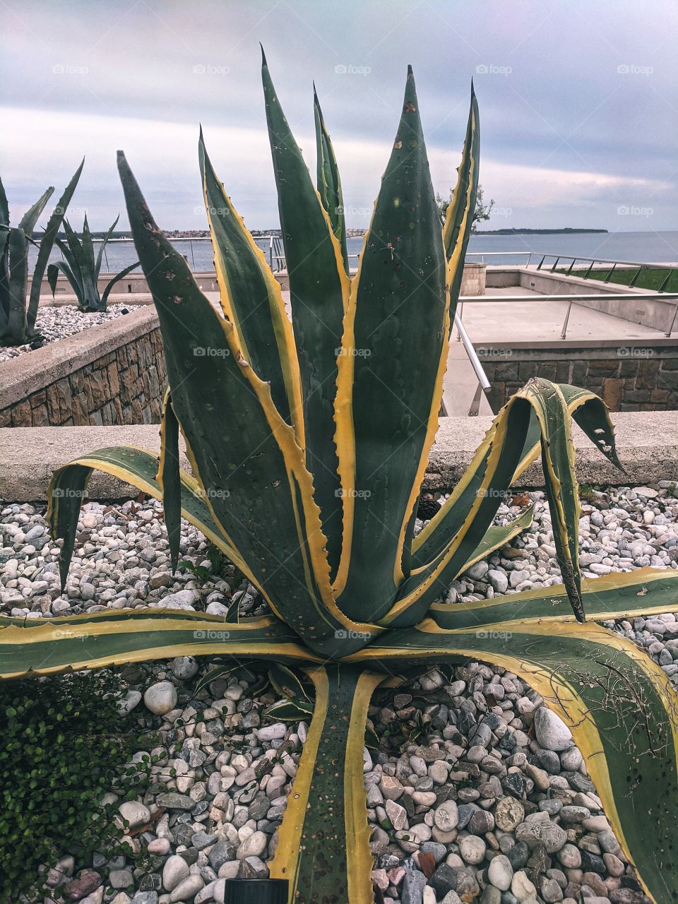 A huge blooming agave in a city near Adriatic sea.