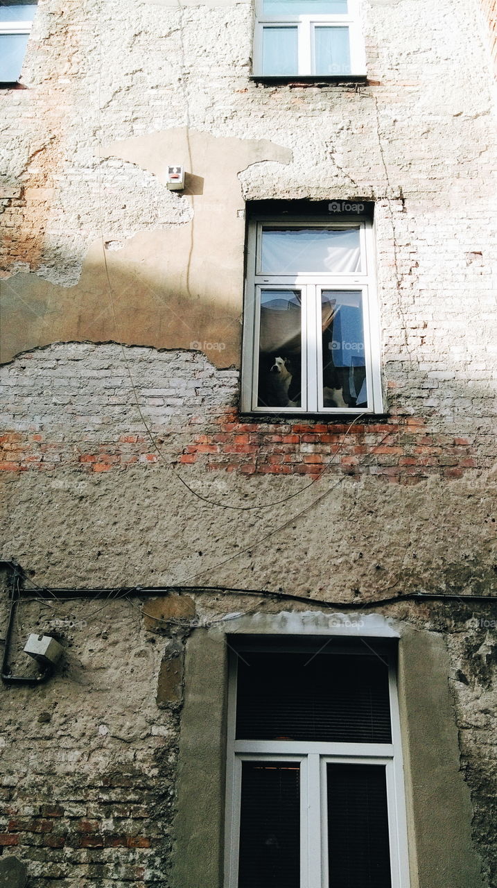 Dog looking out of house window of brick building