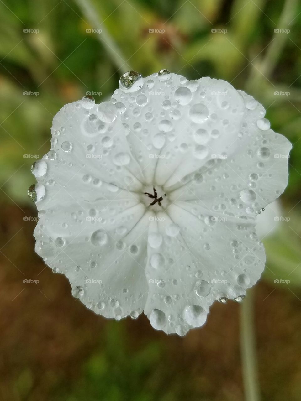 white flower