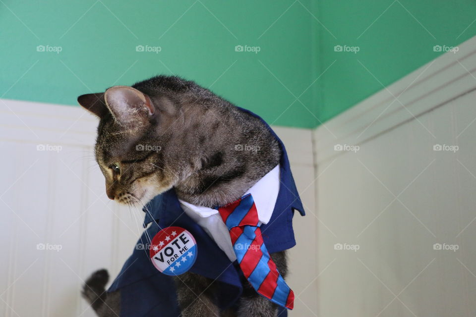 Cat in a suit and tie