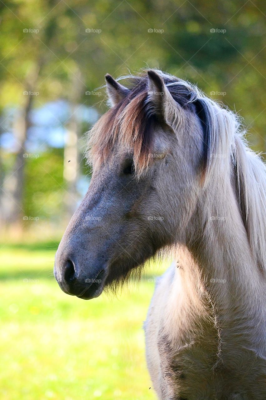 Close-up of a horse