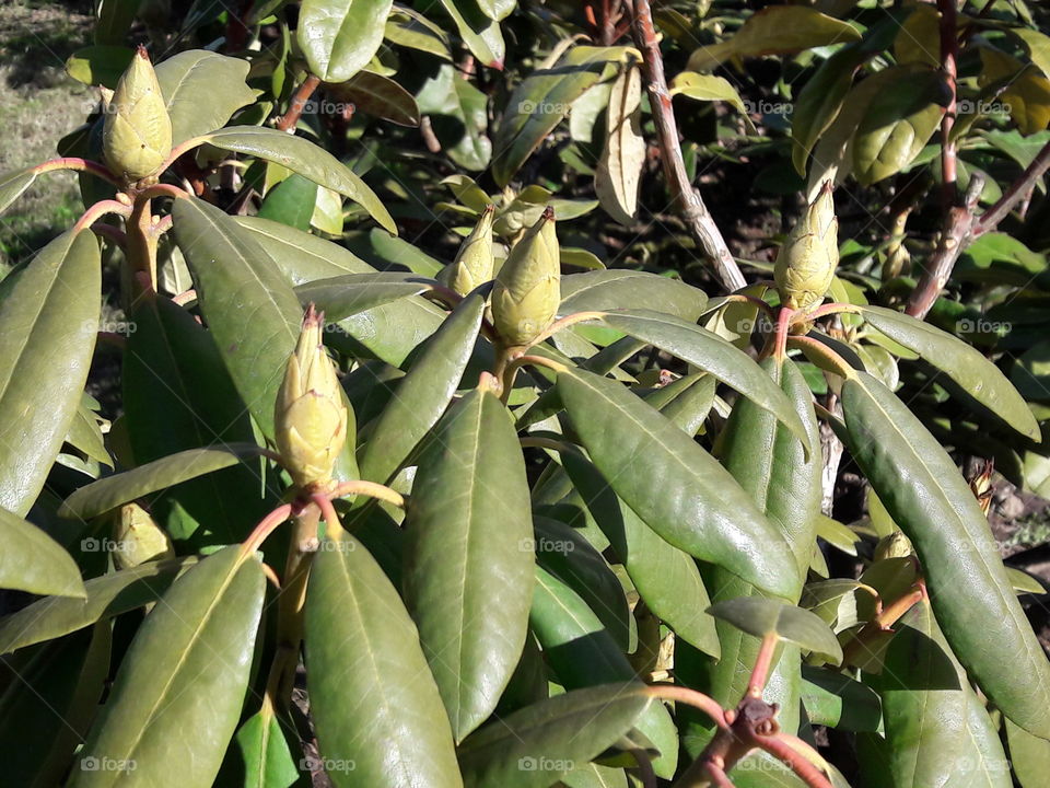 park spring time sun sunny colors colorful nature wild plants flowers amazing stunning cool nice weather hot lovely sky forest grass view splendid