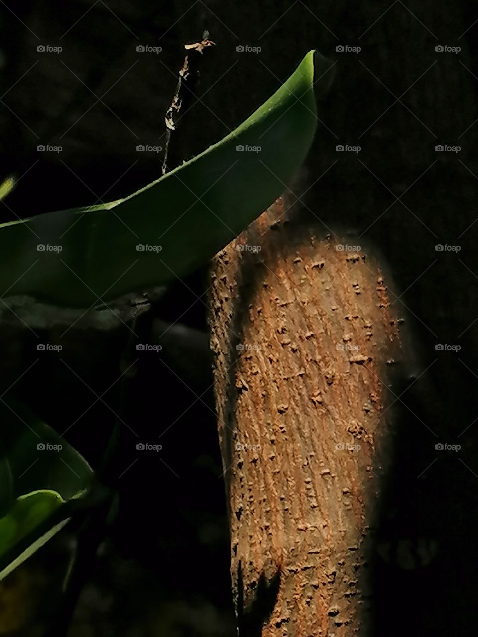 1-year old jackfruit tree