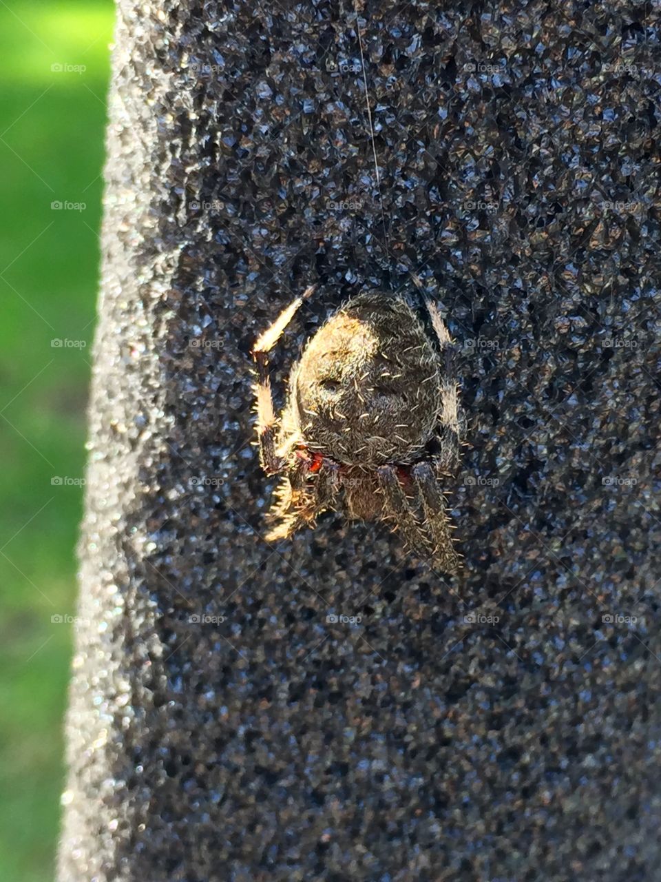 Unknown Spider part 2. Found in my backyard. I might have to move.
