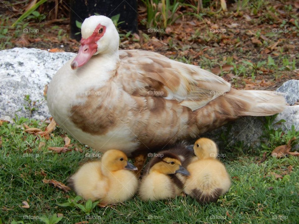 Duck And ducklings 