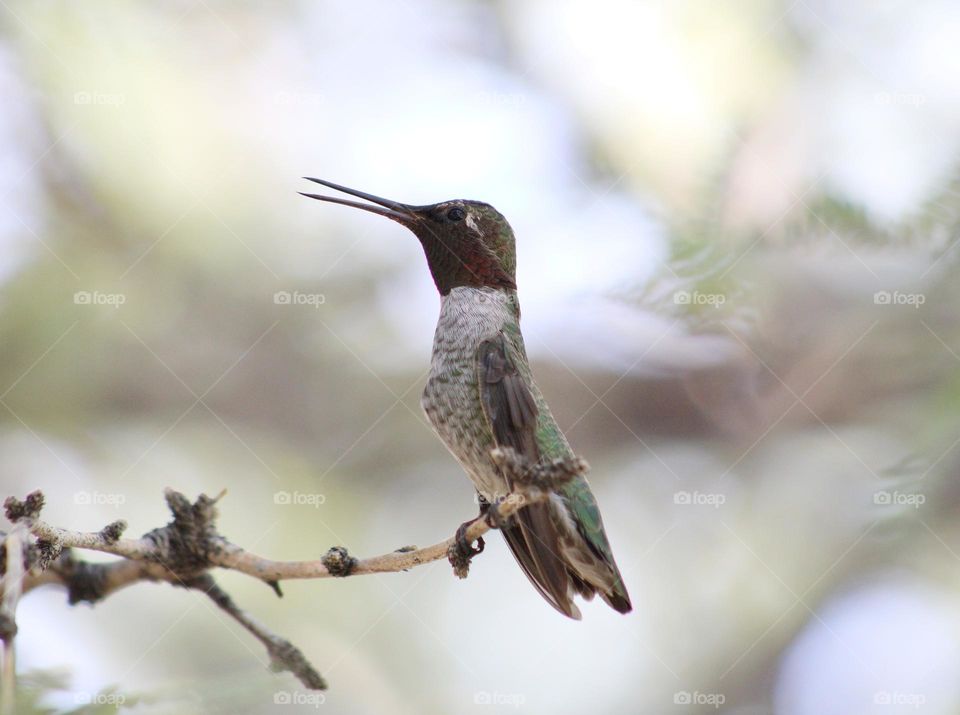 pretty small hummingbird