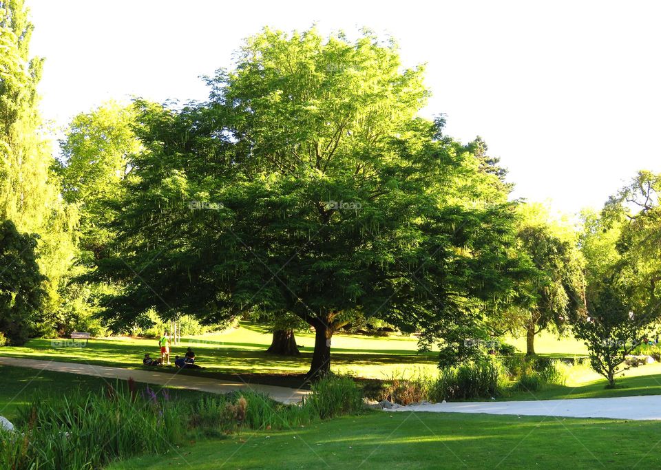 majestic tree