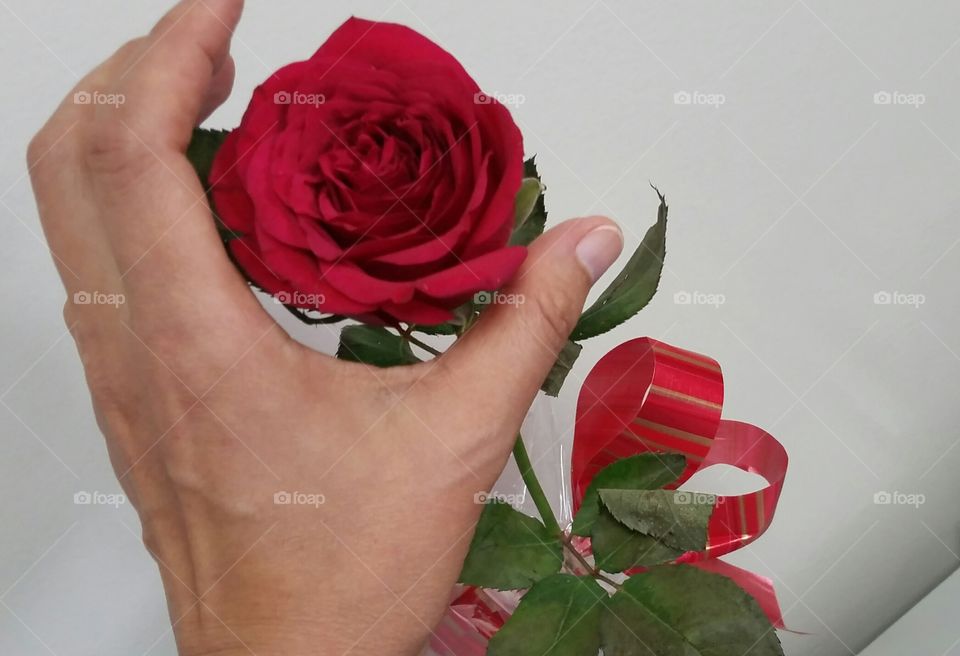 Red Rose hand