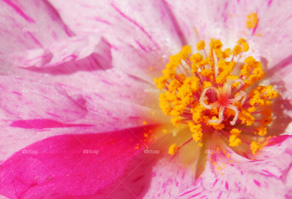 Pink sundial flower macro with star shaped stamen and pollen in sunshine full frame background 