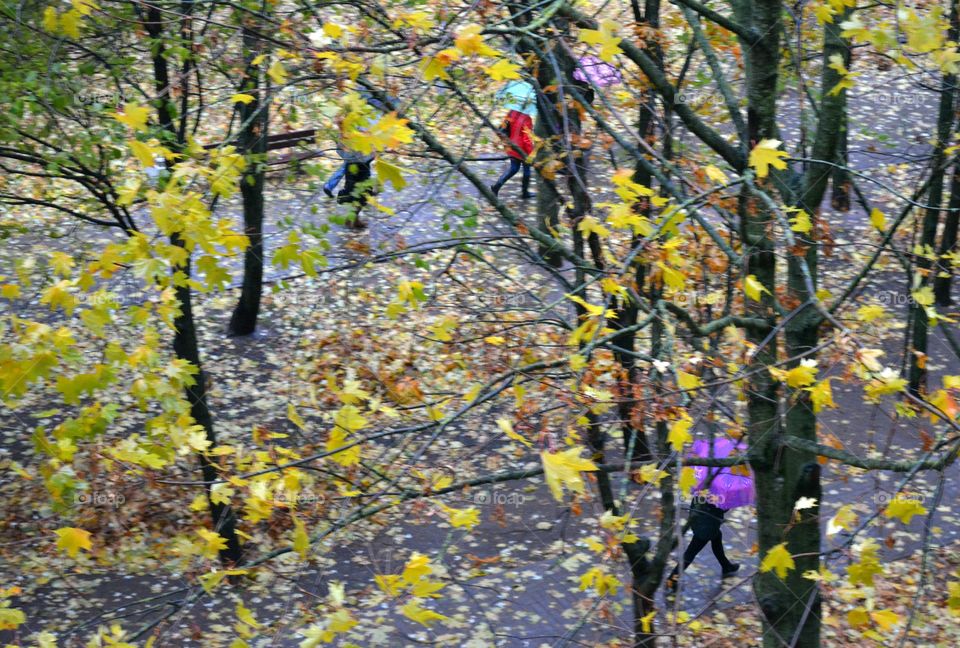 Fall, Tree, Leaf, Season, Branch