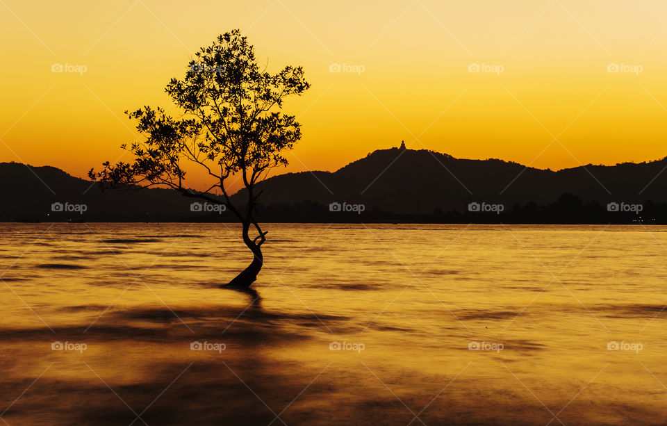 Beautiful nature. One tree with color of the sunset, Beautiful of sea in Phuket Thailand