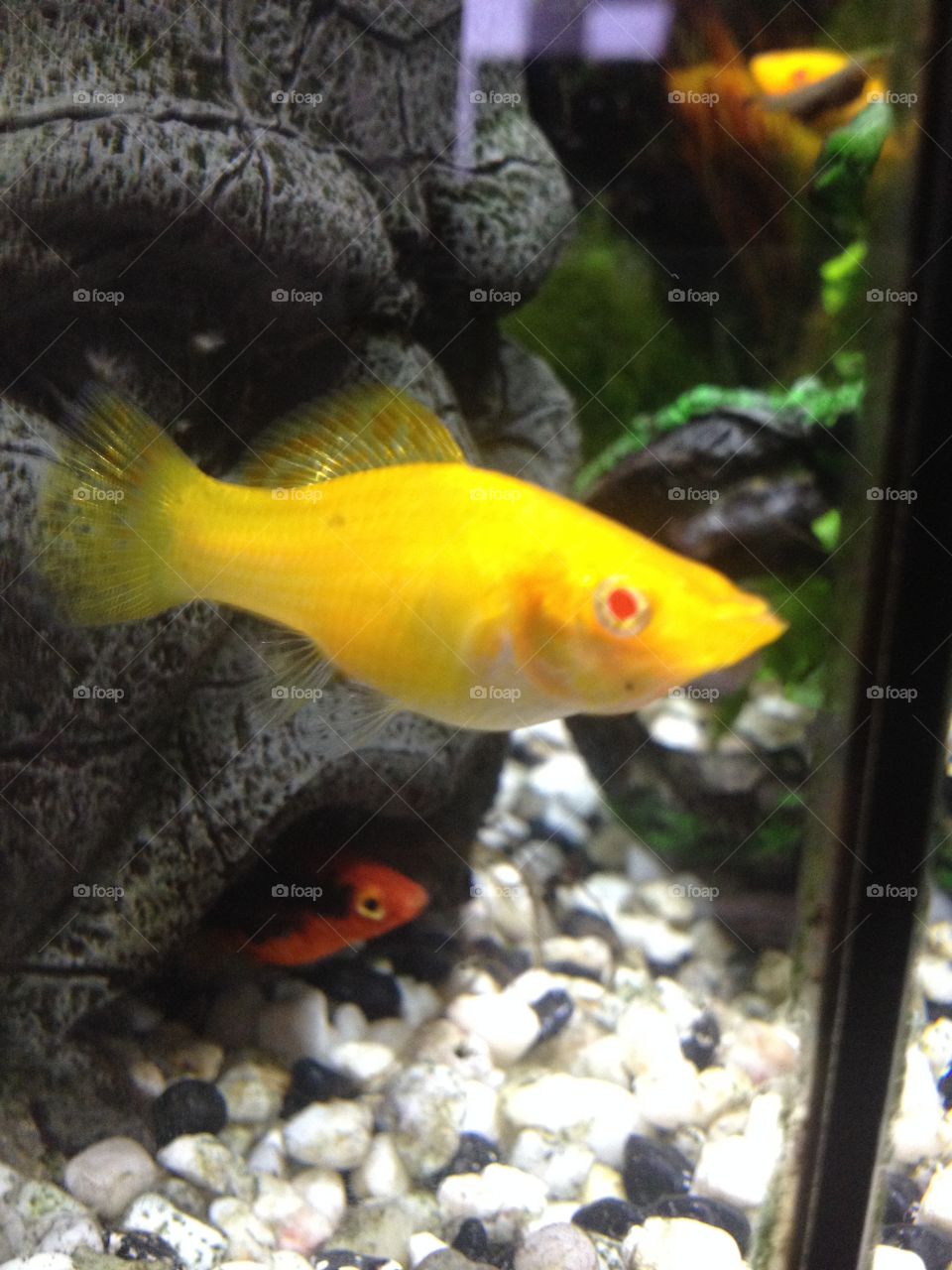 And platt as well looking from the cave 