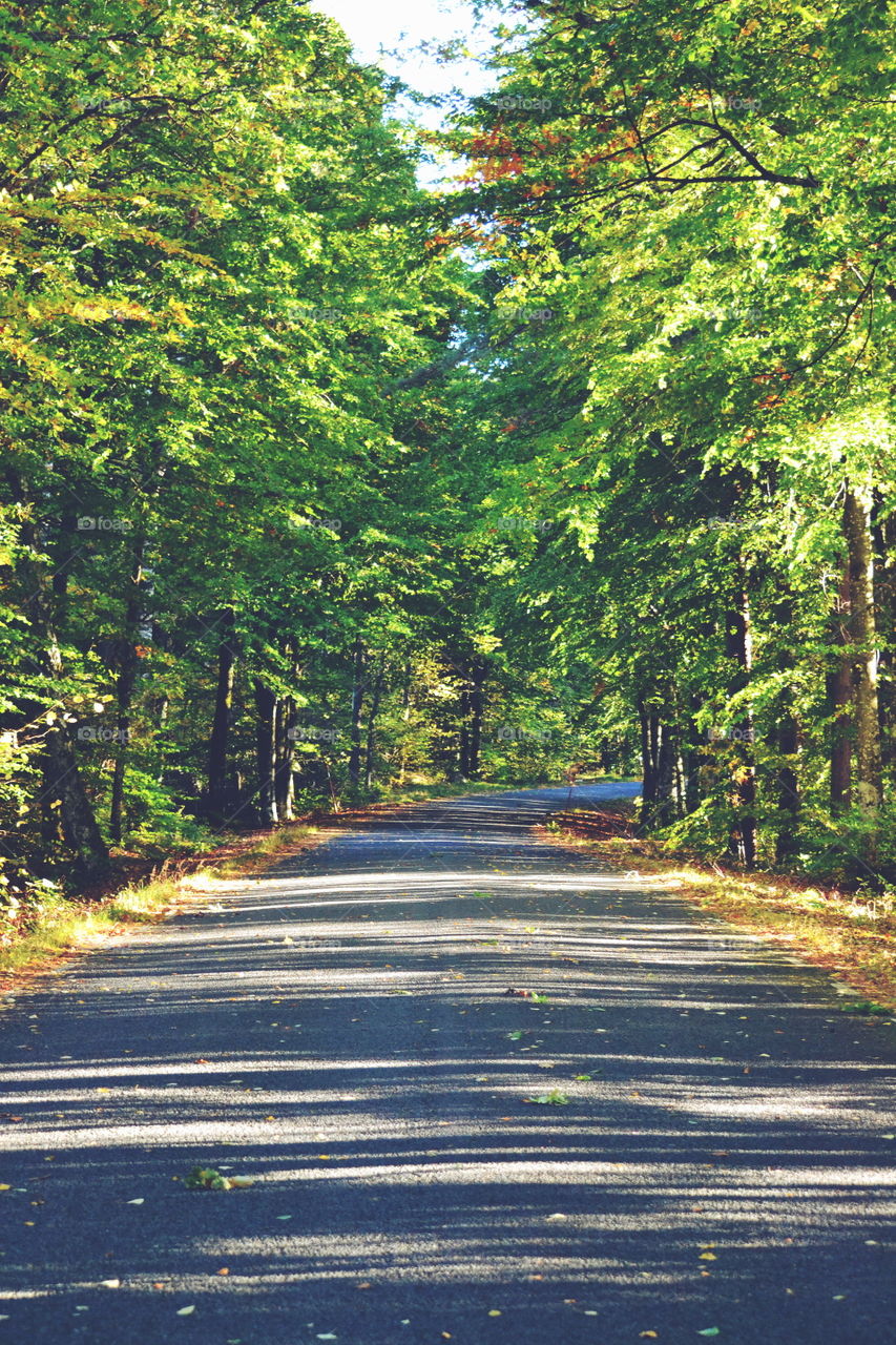 Road, Wood, Nature, Tree, Leaf