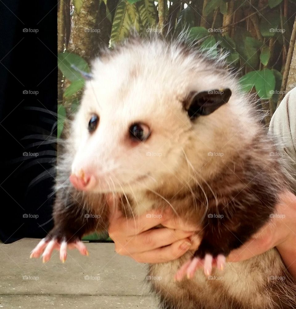 Mr. Opossum