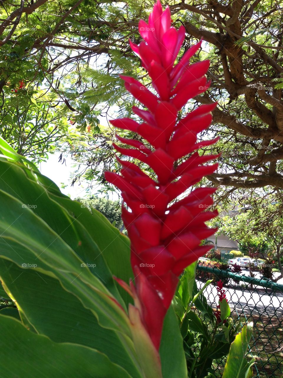 Hawaiian Ginger Flower 