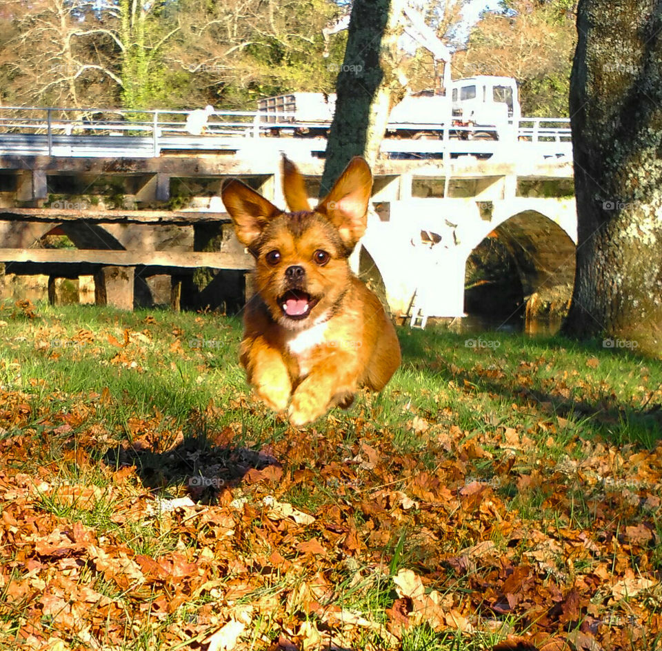 Funny happy dog jumping on the fallen leaves of autumn