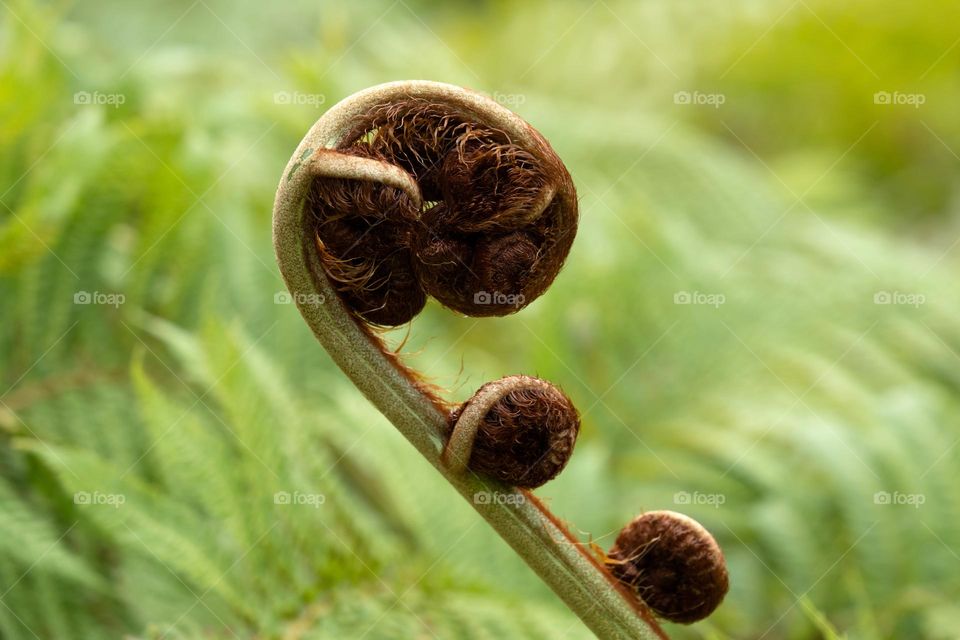 A detailed view of a closed brown fiddle fern against a light green background in spring time!!
