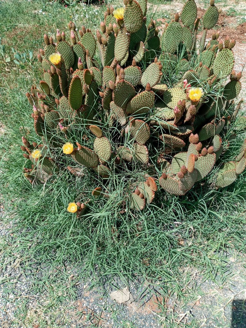 Cactus