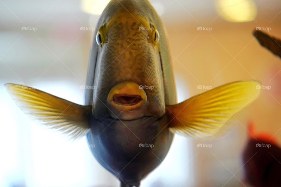 Close-up of a fish