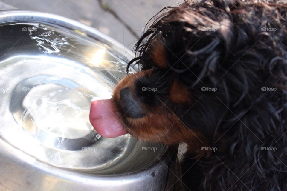 Thirsty Dog