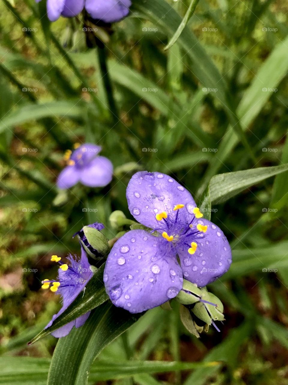 Spiderwort