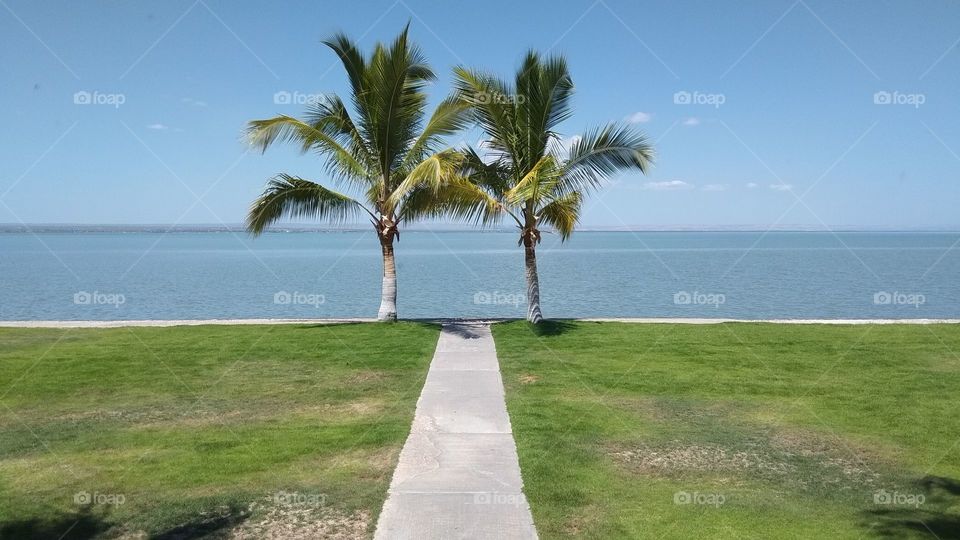 Palm trees by the sea